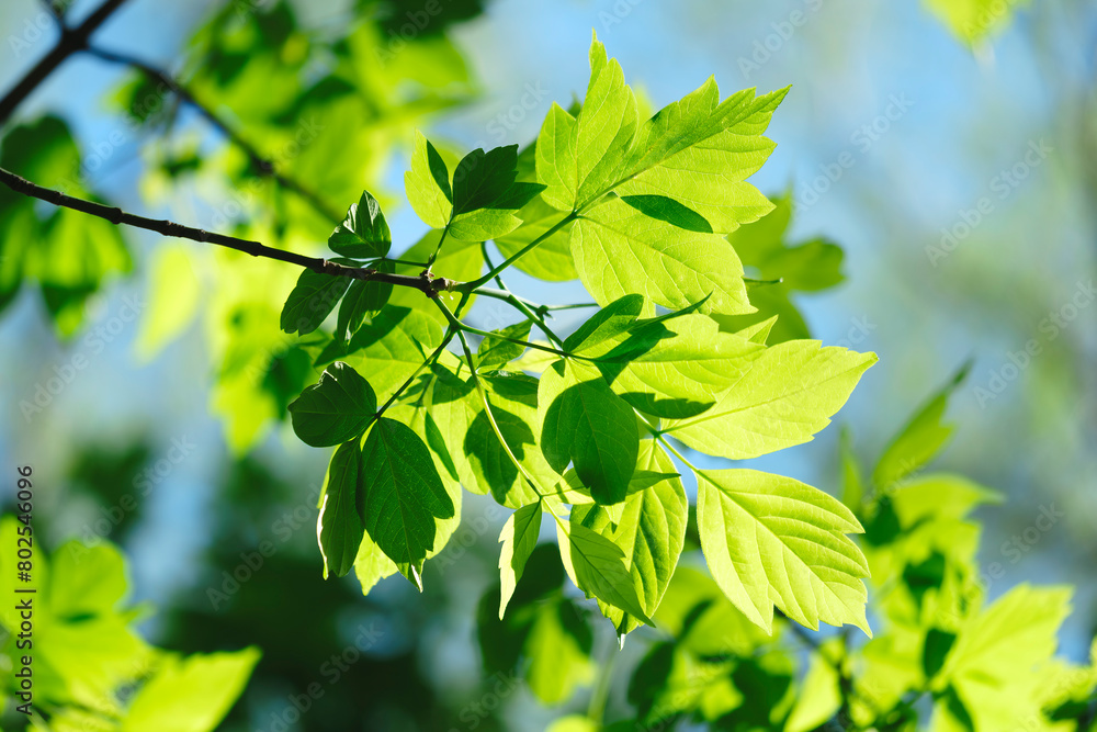A leafy tree branch is bathed in sunlight, creating a serene and peaceful atmosphere. The bright green leaves contrast with the blue sky, making the scene feel fresh and invigorating A leafy tree branch is bathed in sunlight, creating a serene and peaceful atmosphere. The bright green leaves contrast with the blue sky, making the scene feel fresh and invigorating