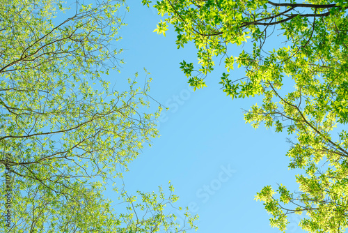 A beautiful blue sky with a few trees in the background. The trees are full of green leaves  and the sky is clear and bright. Concept springtime  and tranquility