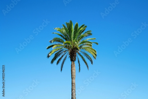 A solitary palm tree standing tall against a clear blue sky.