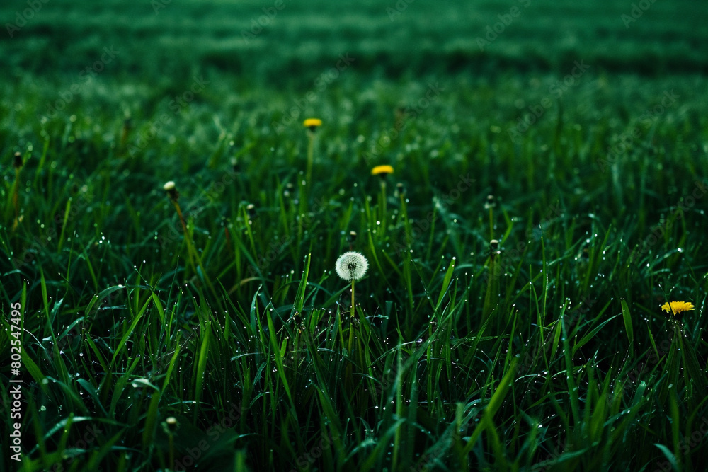 A solitary dandelion in a field of green grass. A solitary dandelion in a field of green grass.