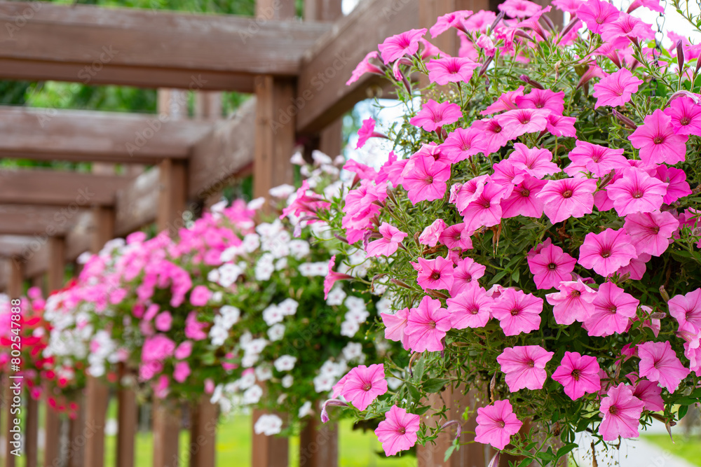 Fototapeta premium Flower pots with colorful petunia outdoor, floral street decor in public place. Pink, red and white petunia hanging in flowerpots in park, summer terrace.