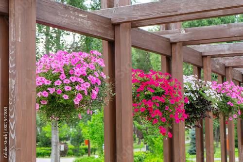 Flower pots with colorful petunia outdoor  floral street decor in public place. Pink  red and white petunia hanging in flowerpots in park  summer terrace.