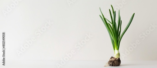 A young green onion plant positioned alone against a white background.