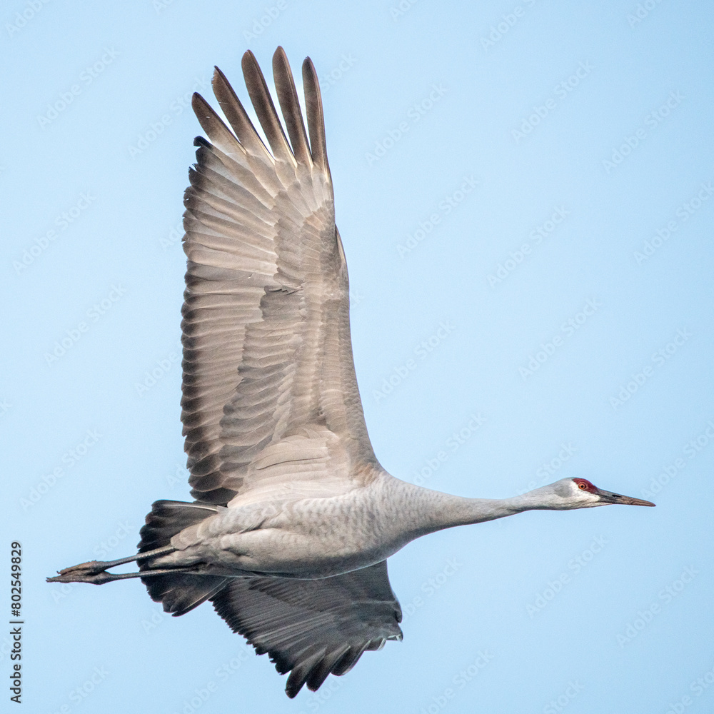 Obraz premium Mighty Sandhill Crane