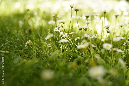 Detalle de campo de margaritas con hierba verde de primavera