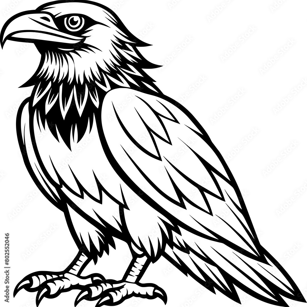 eagle on a transparent background eagle on a transparent background