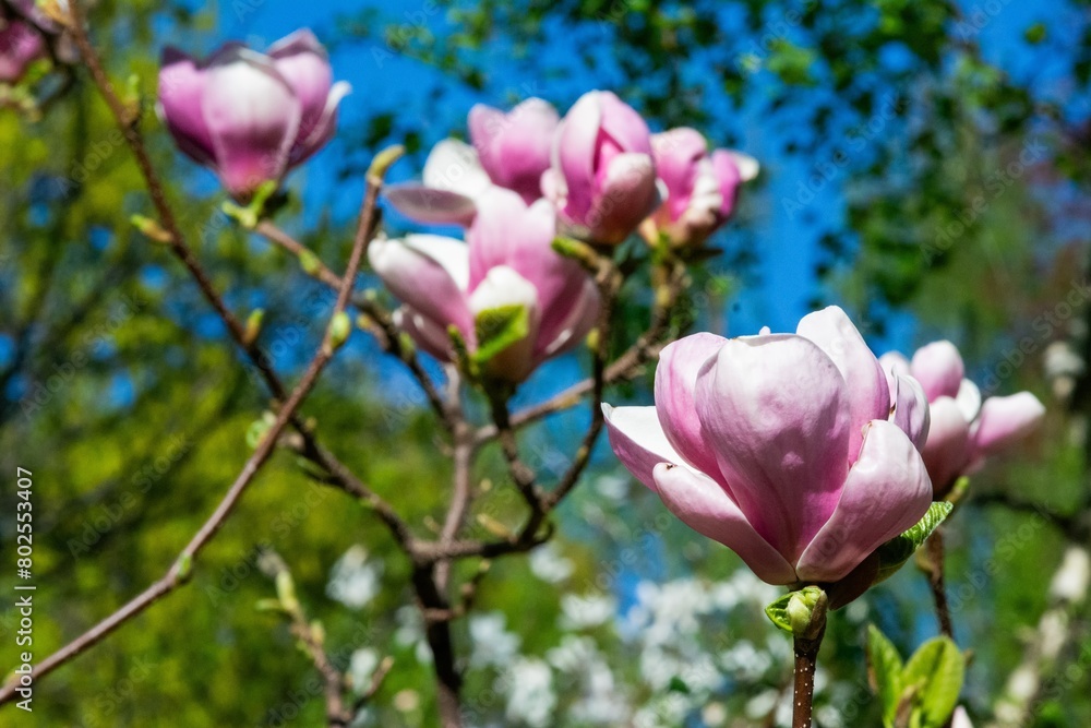 Pink magnolia tree branch with full bloom flowers and blurred green foliage under blue sky Pink magnolia tree branch with full bloom flowers and blurred green foliage under blue sky