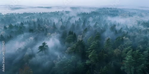  Fog in Forest Aerial view Generative AI