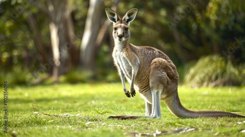 kangaroo background