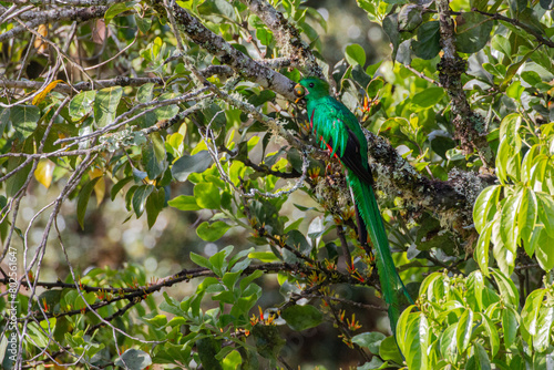 Splended quetzal (Pharomachrus mocinno costaricensis) sitting on branch in San Gerardo de Dota © Miguel