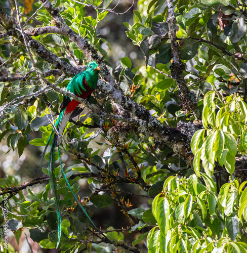 San Gerardo de Dota birdwatcher paradise: quetzal in cloud forest sitting on branch © Miguel