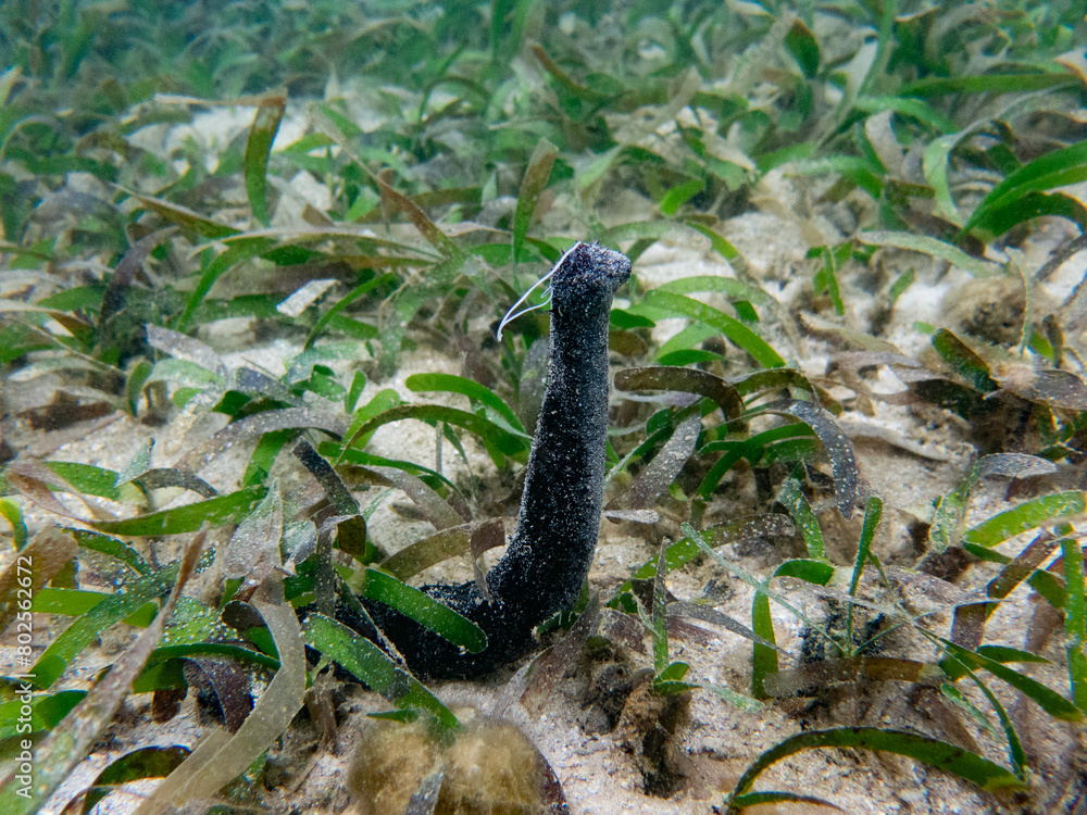 Obraz premium Spawning of male Black sea cucumber (Holothuria atra) in the seagrass bed, Palau, Pacific