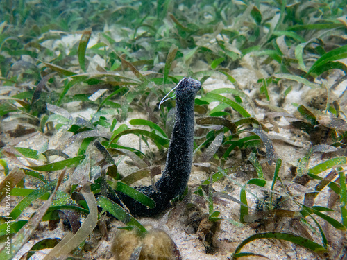 Spawning of  male Black sea cucumber (Holothuria atra) in the seagrass bed, Palau, Pacific © Hiromi Ito Ame