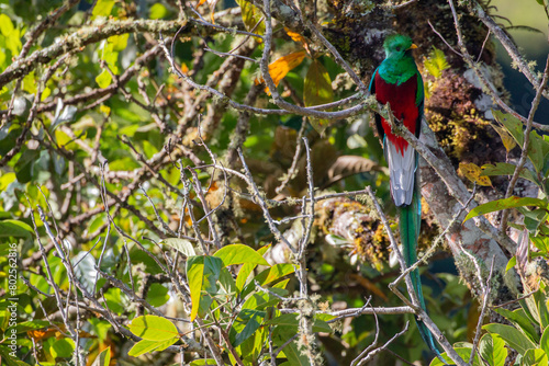 resplendent quetzal (Pharomachrus mocinno) sitting on branch in San Gerardo de Dota © Miguel