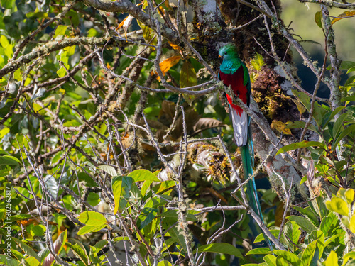 resplendent quetzal (Pharomachrus mocinno) sitting on branch in San Gerardo de Dota