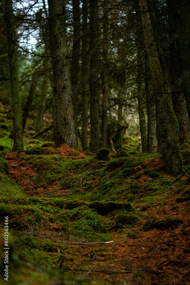 Mossy wood in Ireland. Majestic old tree covered in moss and illuminated by sunlight in moody, deep dark forest. Selective focus.