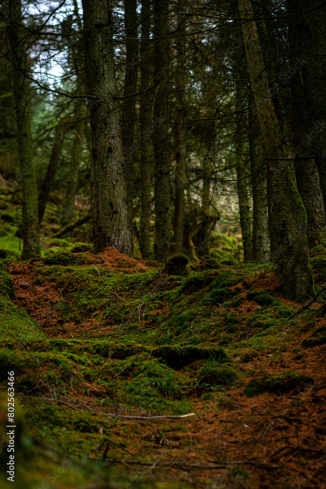 Mossy wood in Ireland. Majestic old tree covered in moss and illuminated by sunlight in moody, deep dark forest. Selective focus. Mossy wood in Ireland. Majestic old tree covered in moss and illuminated by sunlight in moody, deep dark forest. Selective focus.