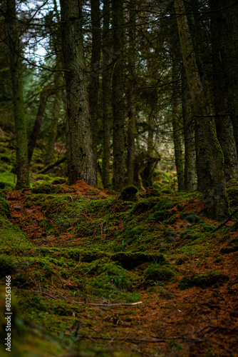 Mossy wood in Ireland. Majestic old tree covered in moss and illuminated by sunlight in moody  deep dark forest. Selective focus.