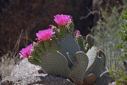 Beavertail cactus, Opuntia basilaris, also called beavertail pricklypear. Found in the Mojave, Sonoran, Colorado desert in Joshua Tree National Park. Seen in Spring with pink blooms and buds.