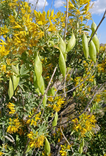 Fényképezés Bladderpod or California Cleome, Peritoma arborea