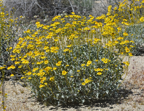 Brittlebush, Encelia farinosa. Found in the Cottonwood region of Joshua Tree National Park in southern California, in the transition zone between the Mojave and Colorado deserts. Sunflower family. photo