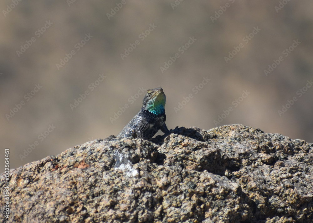 Desert Spiny Lizard, Sceloporus magister, perched on a rock. Male seen in Joshua Tree National Park has a dark wedge-shaped band on the side of his neck and a blue-green throat patch. Desert Spiny Lizard, Sceloporus magister, perched on a rock. Male seen in Joshua Tree National Park has a dark wedge-shaped band on the side of his neck and a blue-green throat patch.
