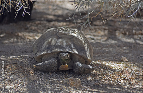 Mojave Desert Tortoise, Gopherus agassizii. Front view shows head, gular horn and front feet. Seen in Joshua Tree National Park. The official state reptile in California. photo