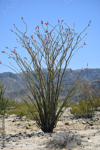 Ocotillo, Fouquieria splendens, growing in the Pinto Basin in Joshua Tree National Park. photo