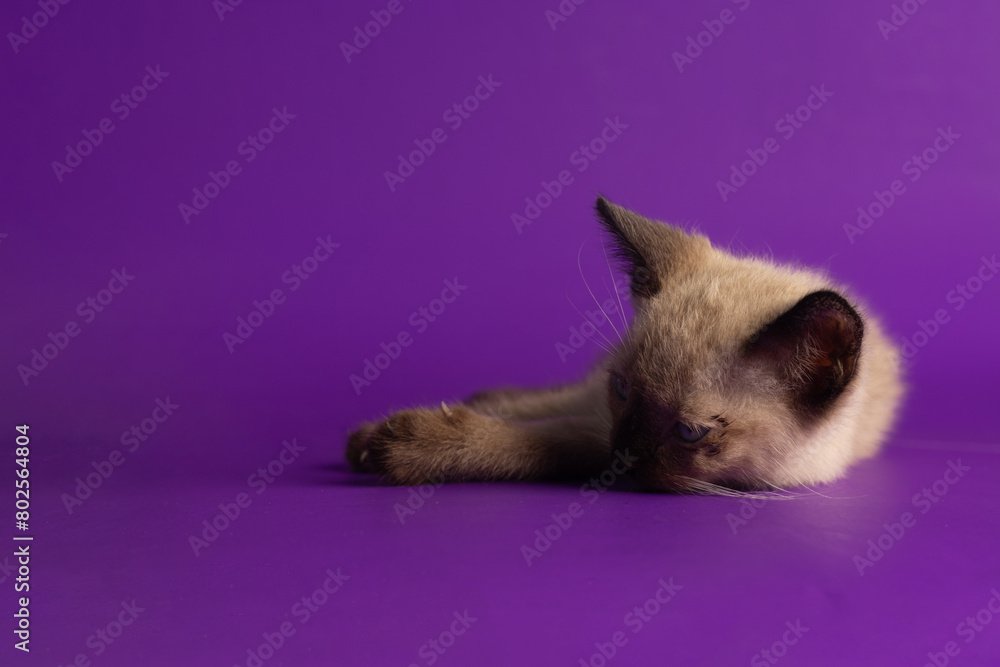 little cat on purple background lying relaxed little cat on purple background lying relaxed