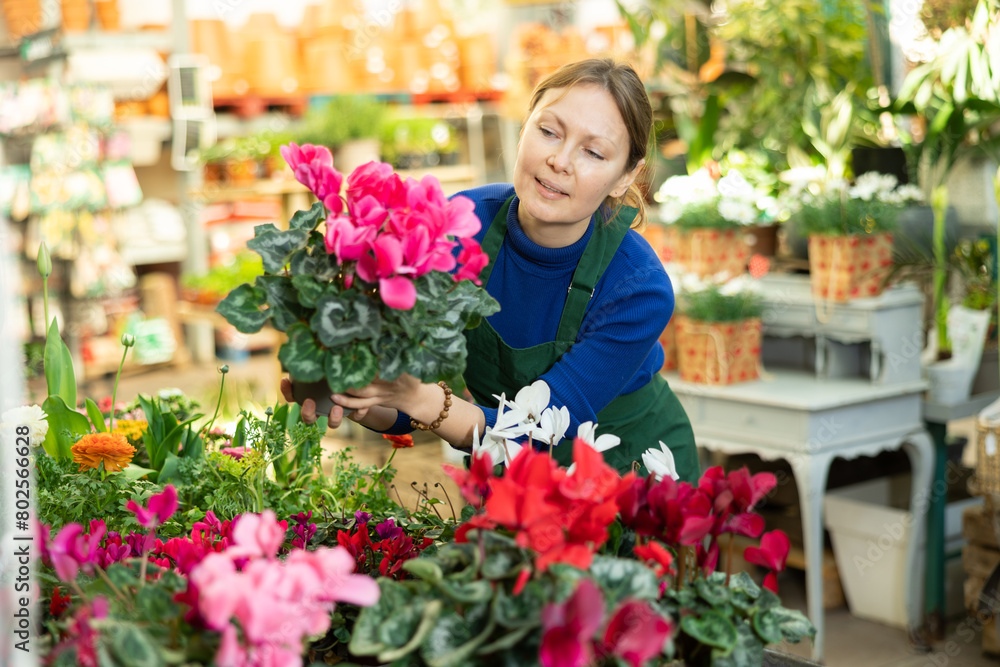 Naklejka premium Woman flower seller holding cyclamen in her hands in flower shop