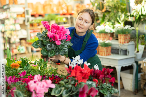 Woman flower seller holding cyclamen in her hands in flower shop