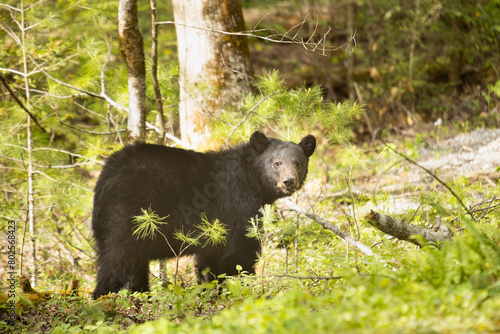 Black Bear In Cades Cove In Smoky Mountains National Park