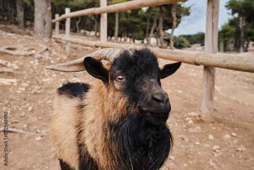 Portrait of brown goat. Goat on the farm. Aitana Safari Park.