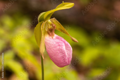 Pink Lady Slipper Blooming In Smoky Mountains National Park In Spring