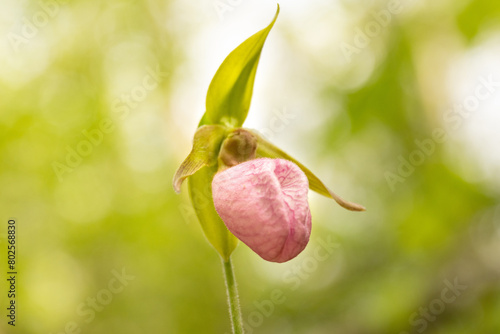 Pink Lady Slipper Wildflower In Smoky Mountains National Park
