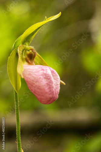 Pink Lady Slipper Wildflower Blooming In Smoky Mountains National Park