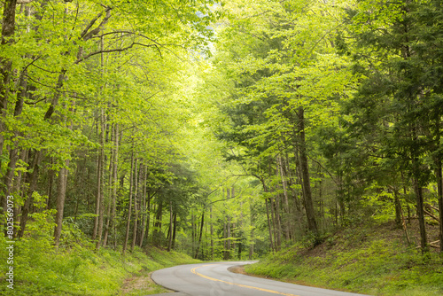 Trees Turn Spring Green In April In Smoky Mountains National Park