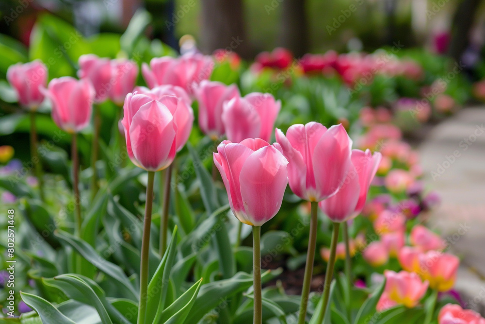 A row of pink tulips blooming in a pink flower bed.