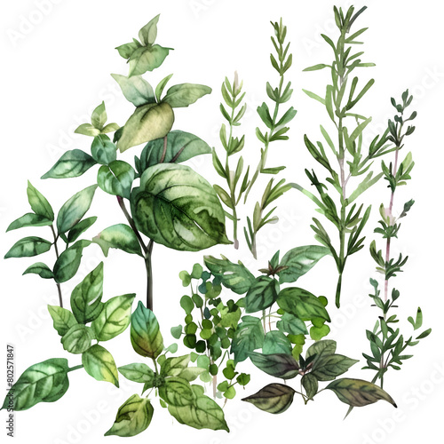 Isolated Herb Collection on Transparent Background - Watercolor Illustration of Basil, Rosemary, Thyme, and Mint