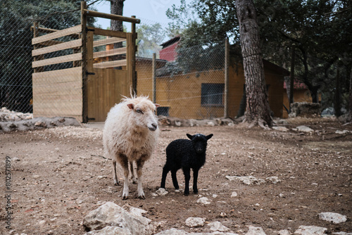 Little black and white sheep on the farm are looking at the camera. Aitana Safari Park.
