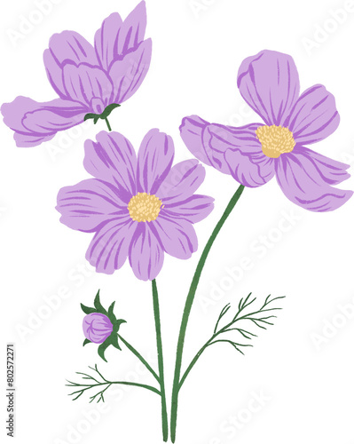 Purple Cosmo Flower Hand Drawn
