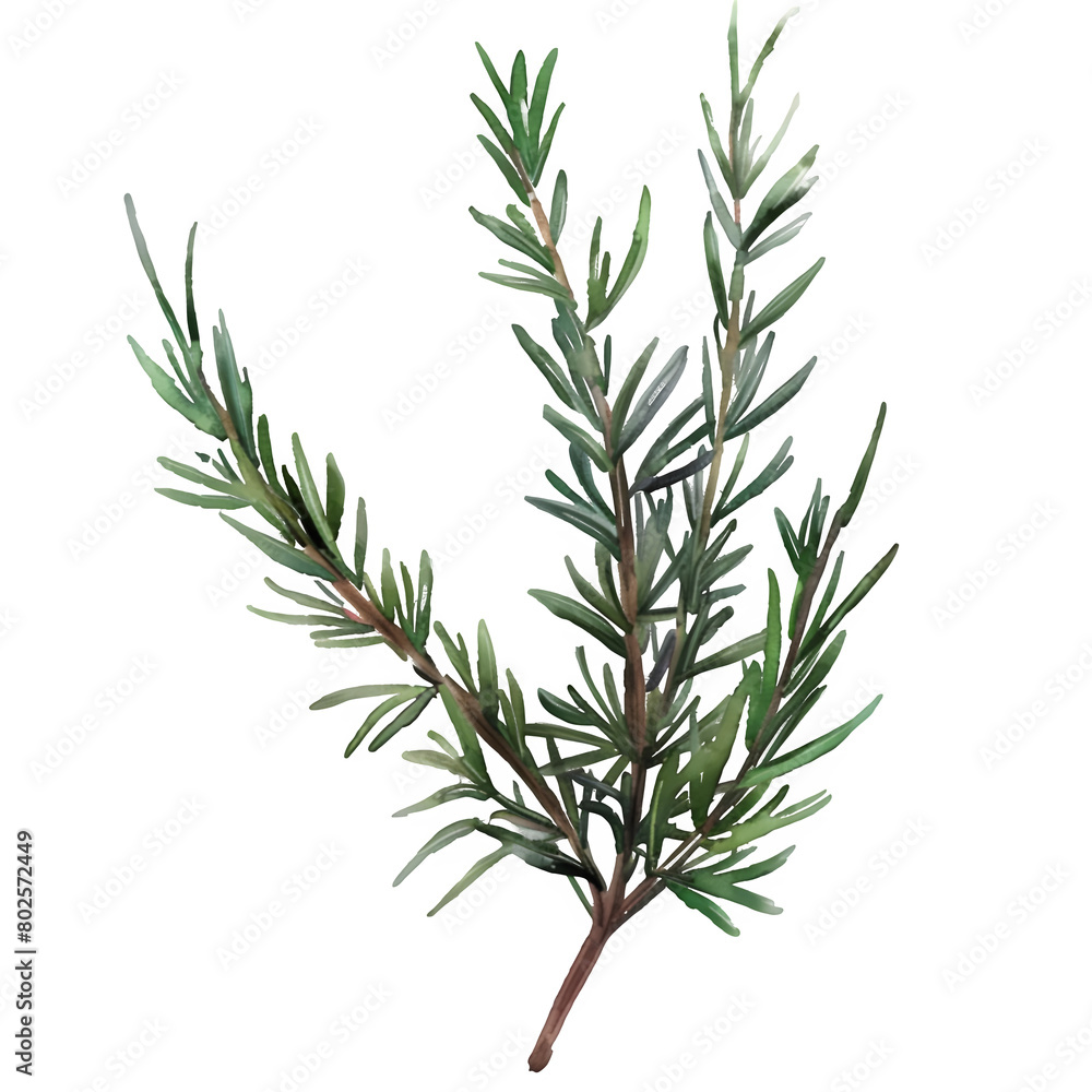 Isolated Watercolor Sprig of Rosem on a Transparent Background