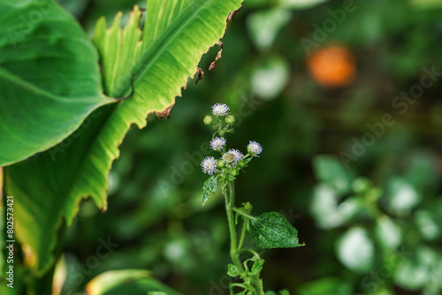Ageratum conyzoides or Billygoat weed tree with it's flowers  photo