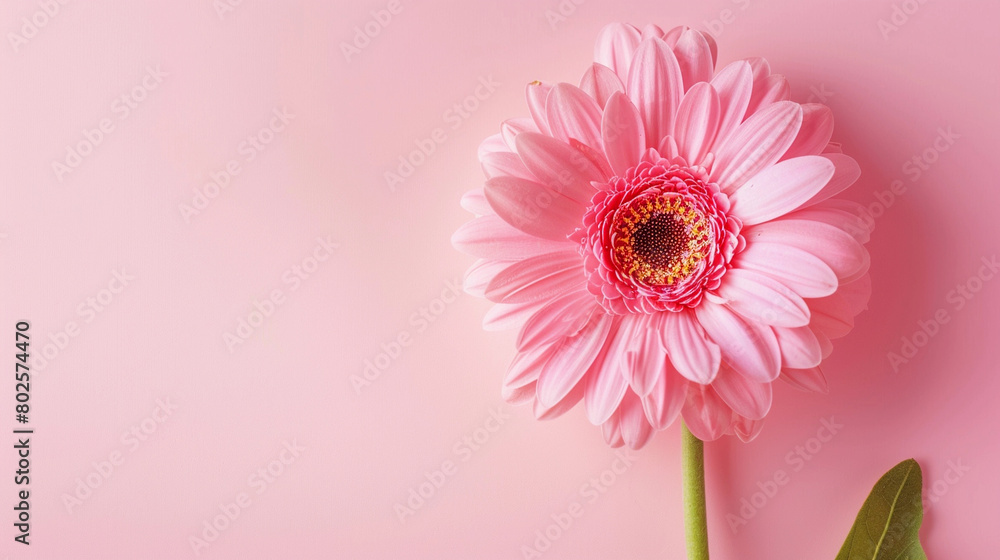 Pink Gerbera Daisy on a Soft Pastel Pink Background - A Study in Floral Simplicity and Natural Beauty Pink Gerbera Daisy on a Soft Pastel Pink Background - A Study in Floral Simplicity and Natural Beauty