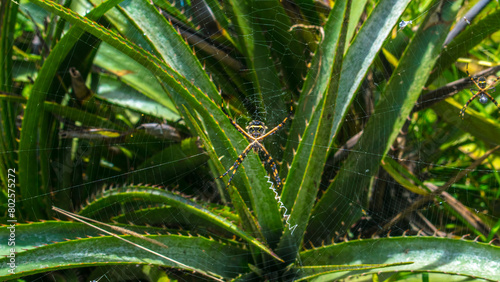 Araña en planta de sábila