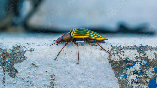 Insecto con fondo desenfocado