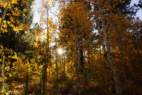 sun shining through the trees