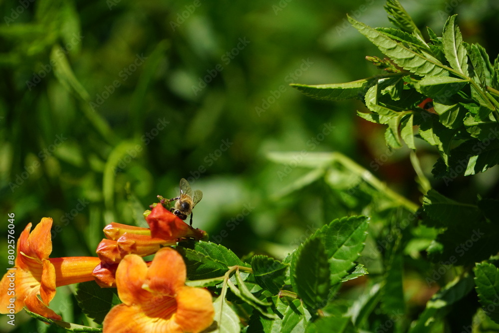 bee on flower bee on flower
