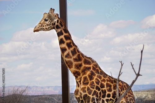 Photography giraffe in the zoo