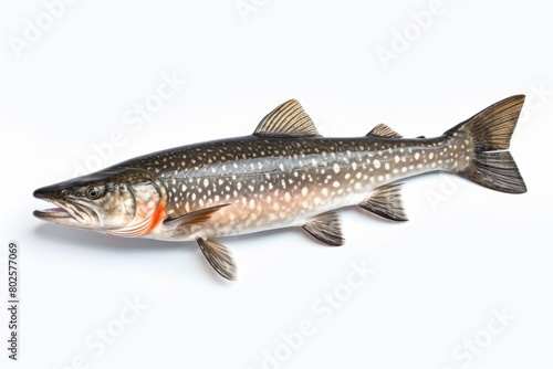 Spotted trout fish on white background